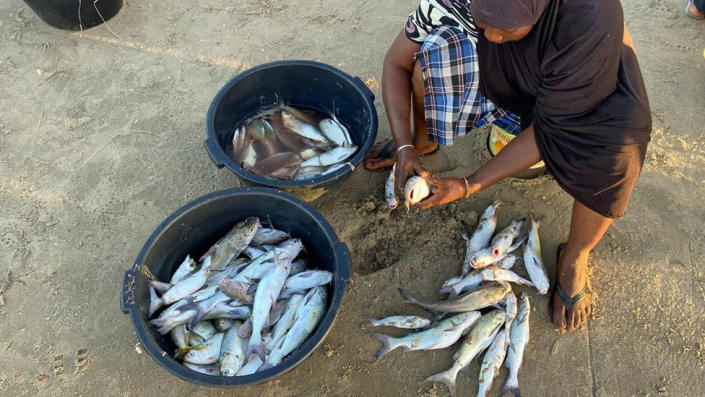 Una mujer clasificando pescado en Gunjur, Gambia