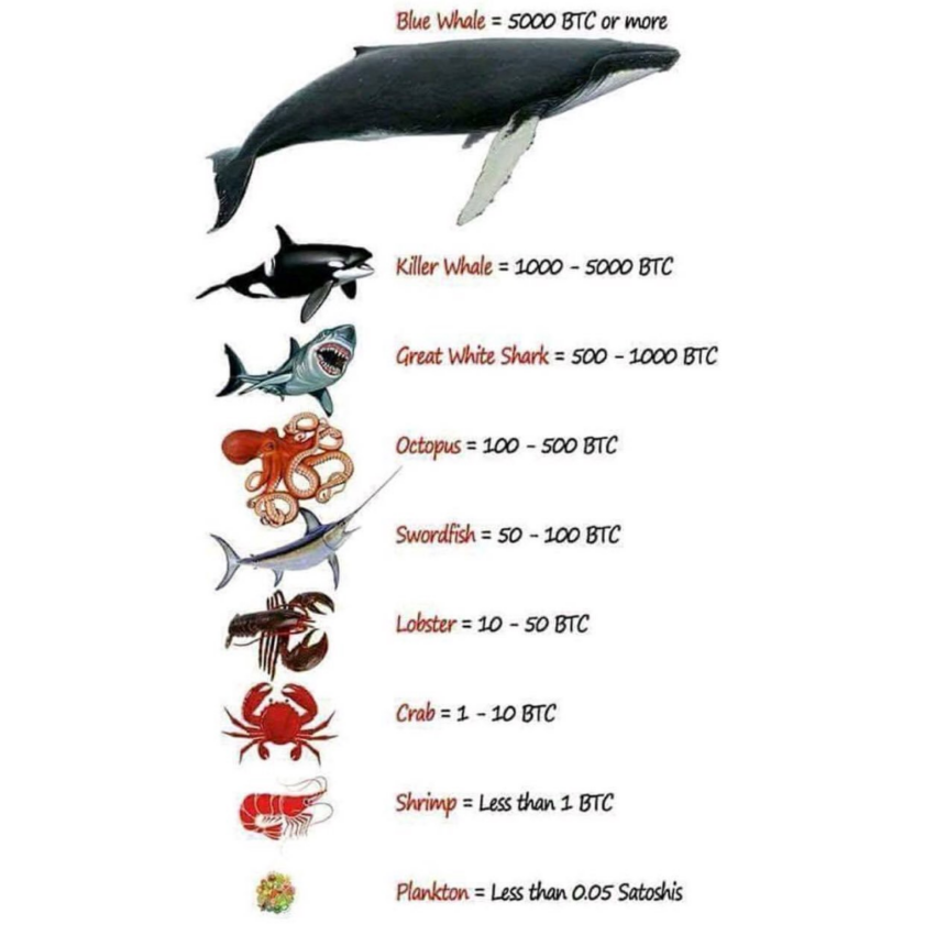 "Cadena alimenticia" de la Red Bitcoin. Ballena Bitcoin 