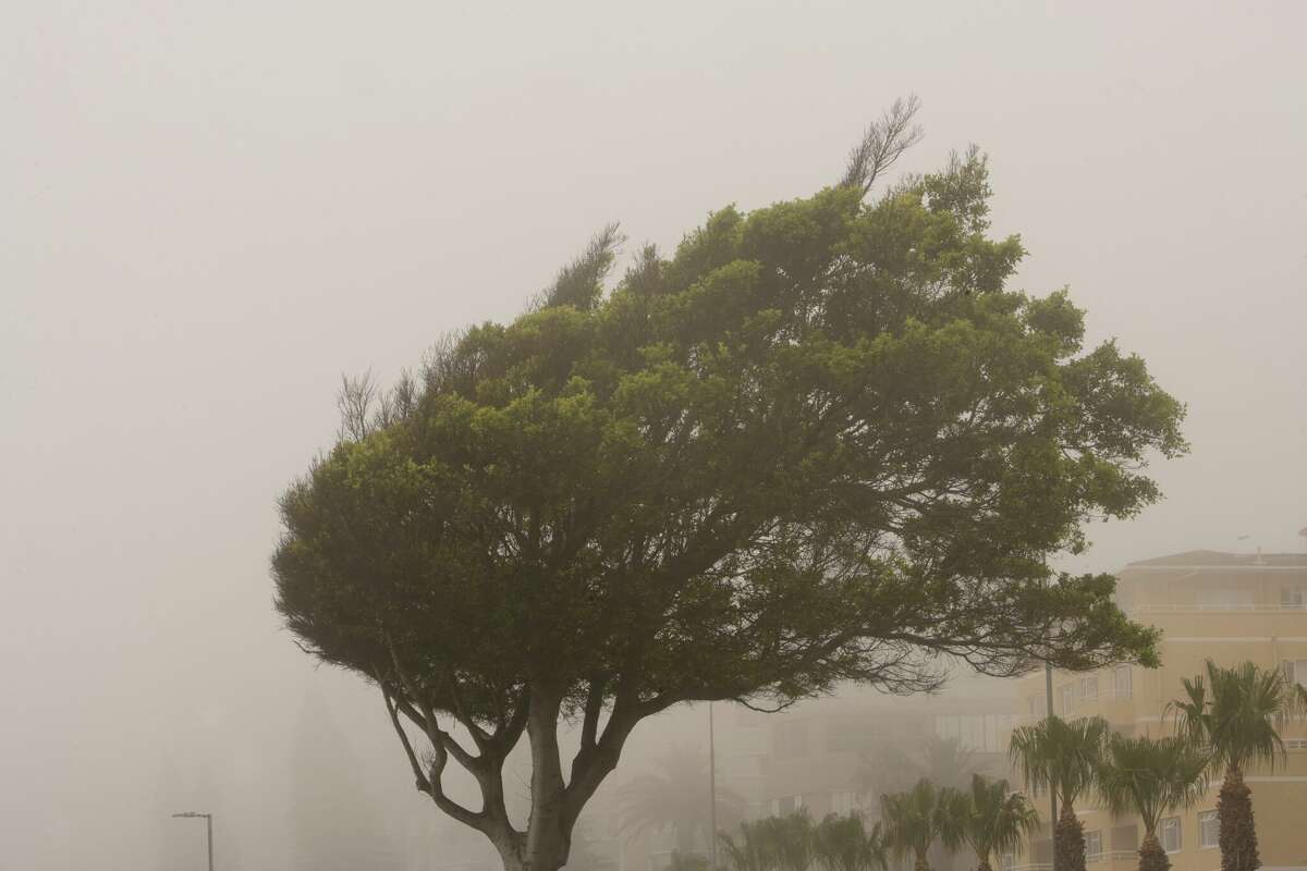 Árbol que sopla en el viento durante una tormenta.