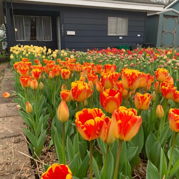 campana-urban-granja-tulipanes