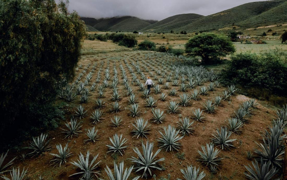 granjero caminando por el campo de agave