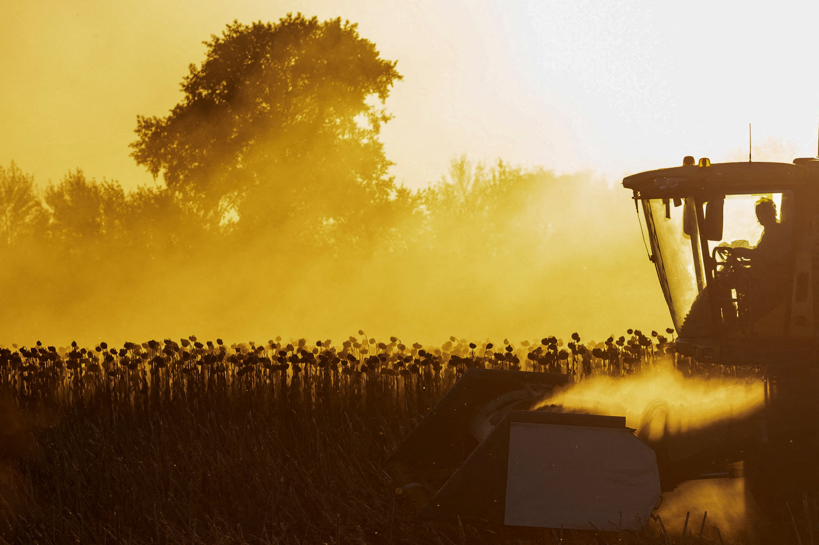 Un trabajador agrícola opera una cosechadora durante la cosecha de girasol en un campo en la región de Chernihiv