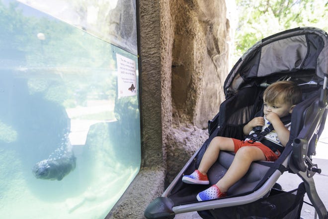 Liam Cover, de 2 años, observa nadar a una nutria de río durante un viaje al Zoológico de Pueblo.