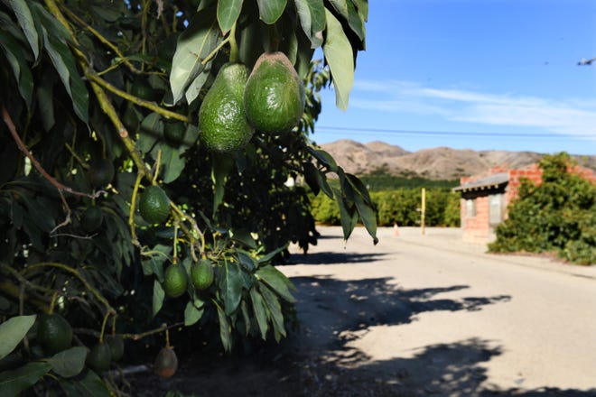 Los aguacates crecen en un huerto adyacente a un huerto de limones en la propiedad Limoneira en las afueras de Santa Paula.  La empresa de 137 años anunció en diciembre que estaba a la venta.