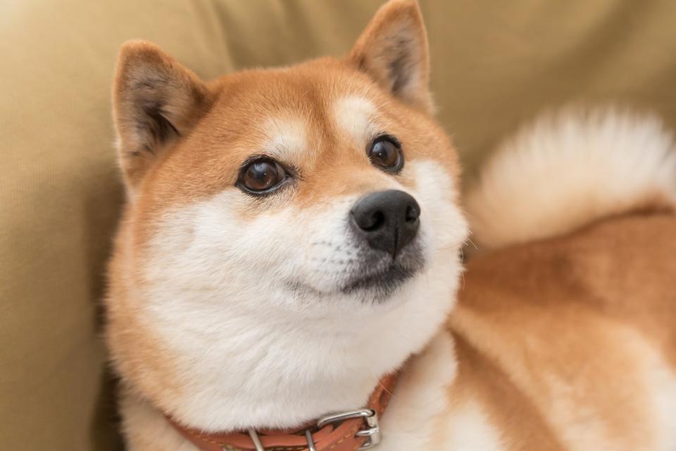 Perro Shiba Inu Doge Dogecoin