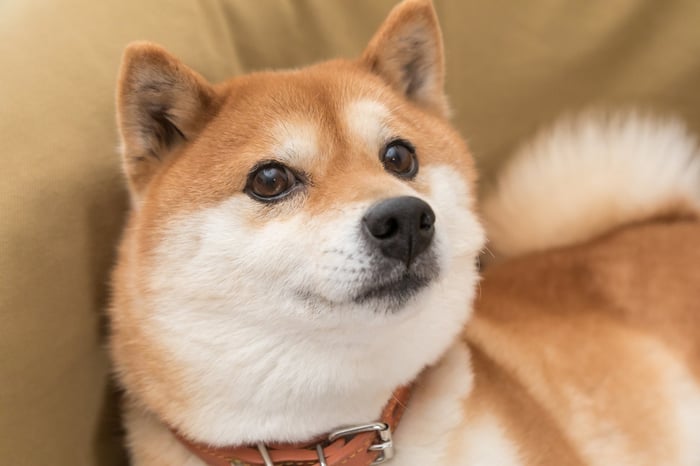 Un perro Shiba Inu en un sofá.