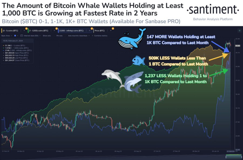 Bitcoin Crypto Whales