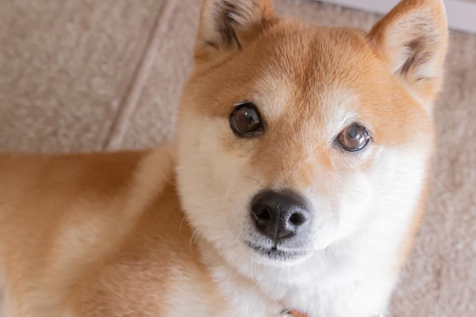 Perro Shiba Inu. 