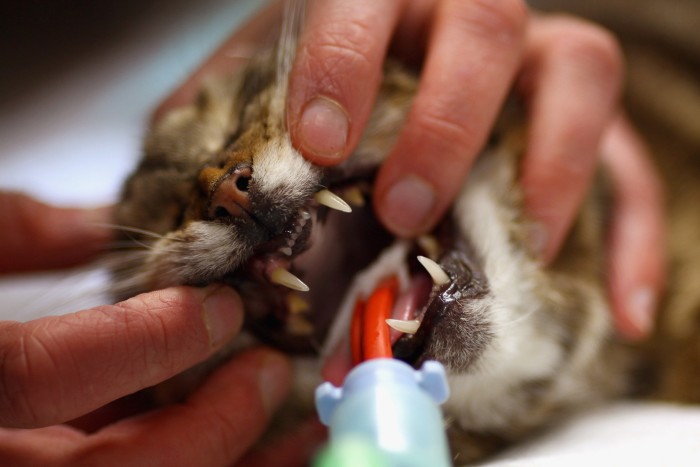     Un veterinario opera a un gato 