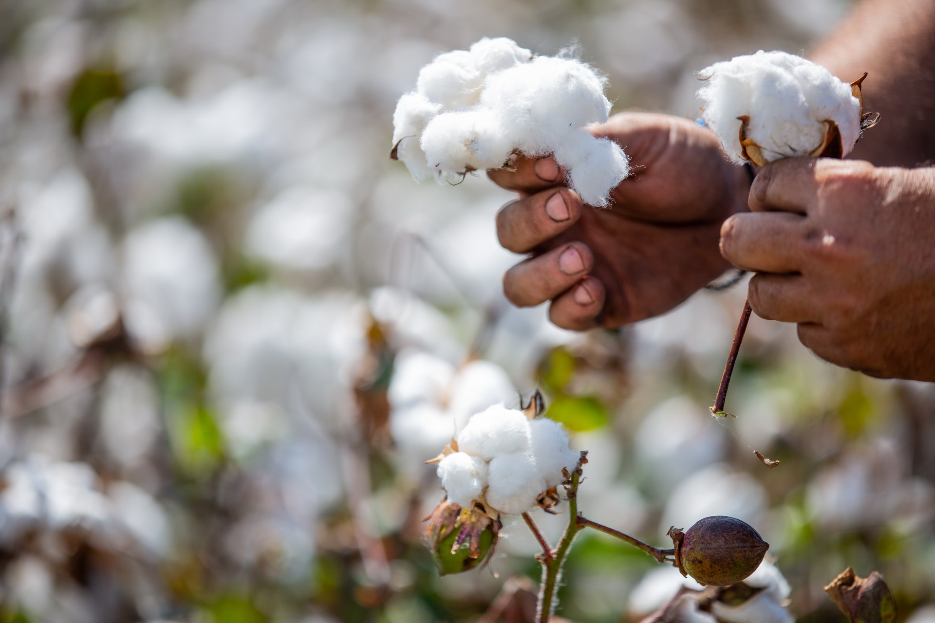 Nativa suma algodón a su oferta