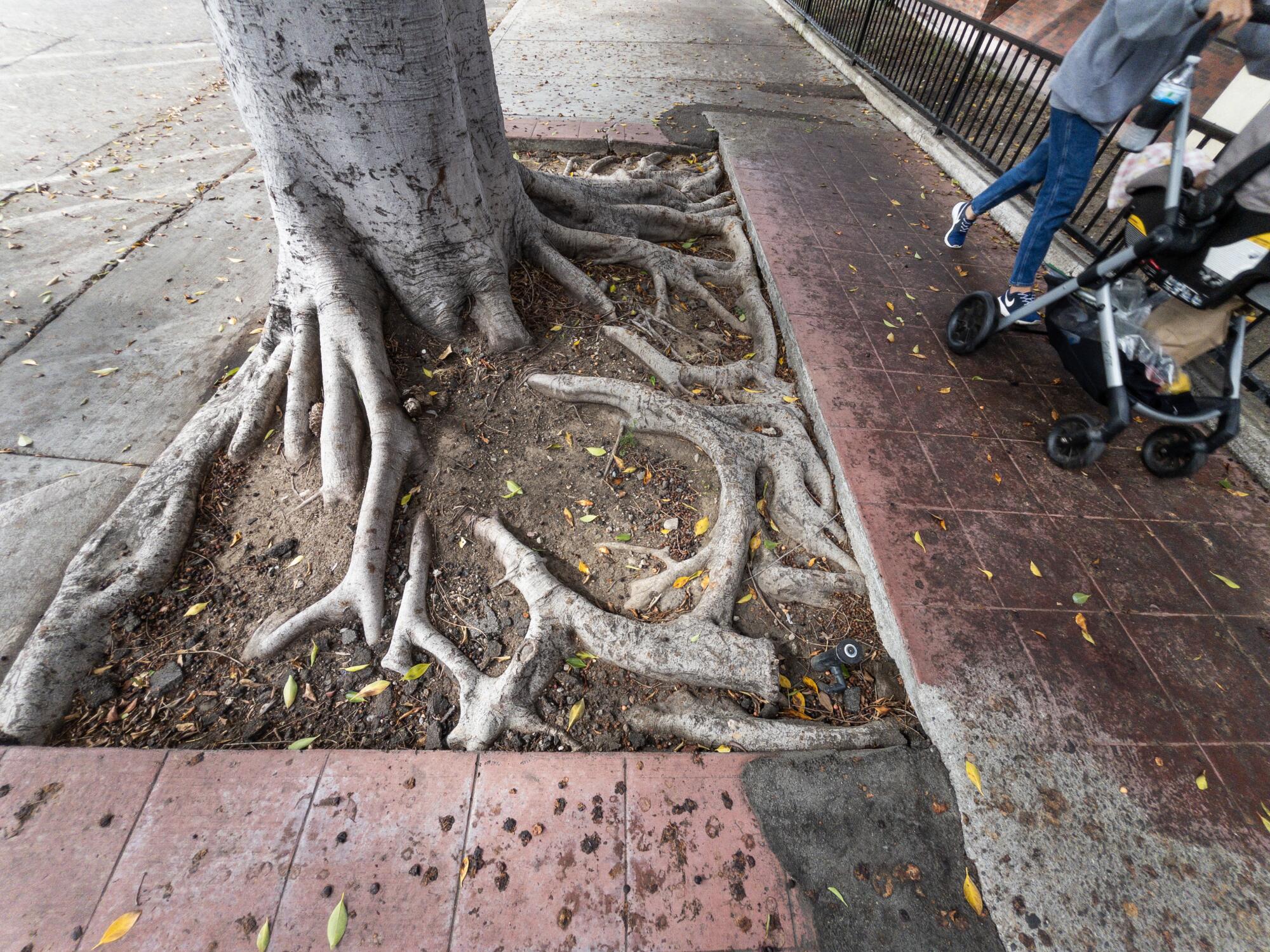 La parte inferior de un árbol con raíces expuestas en una acera.