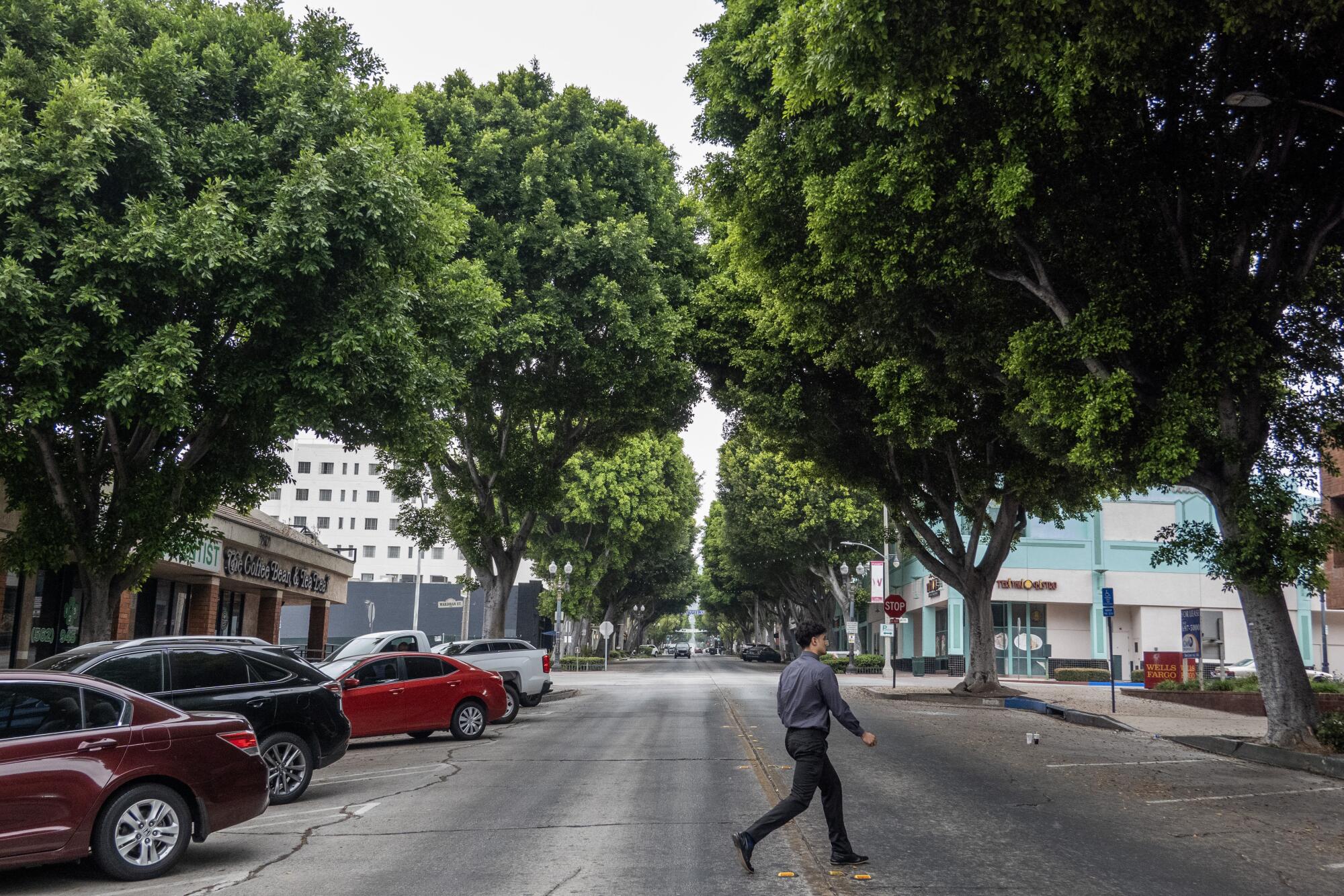 Una persona cruza una calle bordeada a ambos lados por grandes árboles.