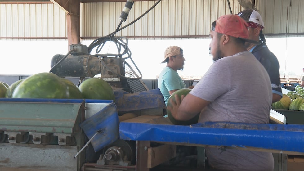 Empleados clasificando y empacando sandías en Wiggins Watermelons