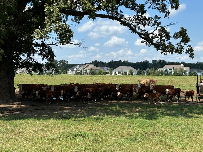 Las vacas buscan sombra en el pasto al oeste del sitio donde se pretende ubicar Gideon Farms el 31 de julio de 2024.