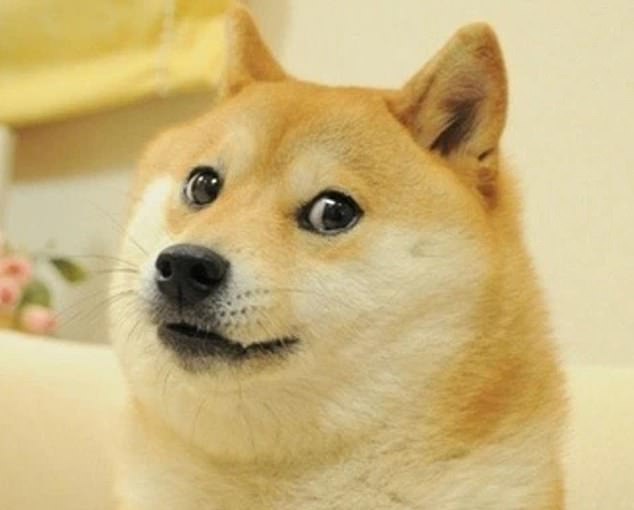 Las memecoins son criptomonedas que llevan el nombre de personajes, individuos, obras de arte o tendencias supuestamente humorísticos, como este perro Shiba que inspiró el meme Doge.